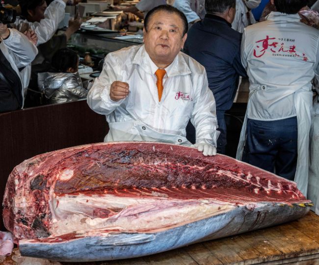 Pacific bluefin tuna