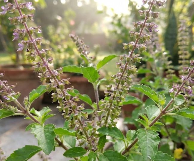 tulsi  (67)