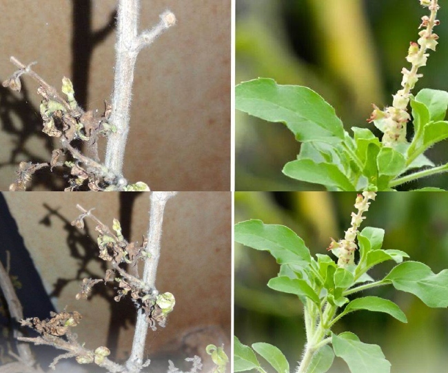 Sukhi Tulsi