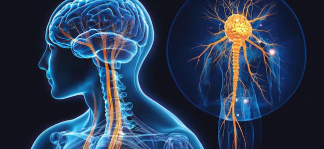 nervous system study