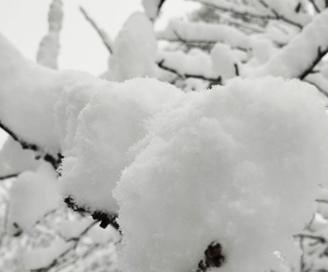 snowfall in Uttarakhand (1)