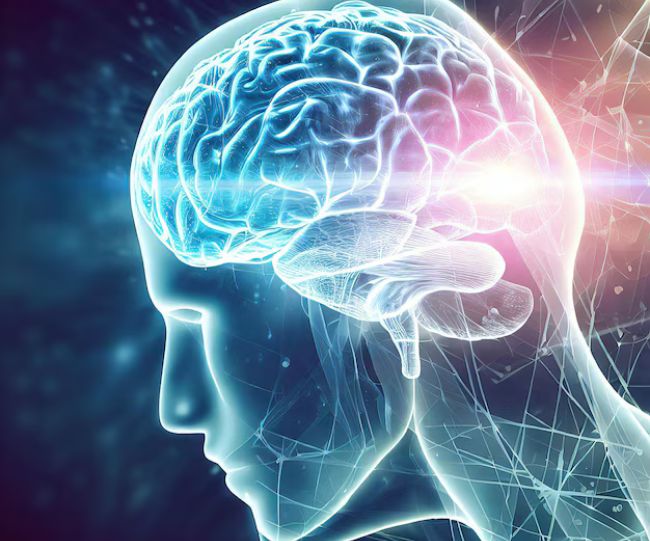 study brain