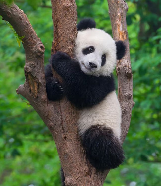 Panda (1)