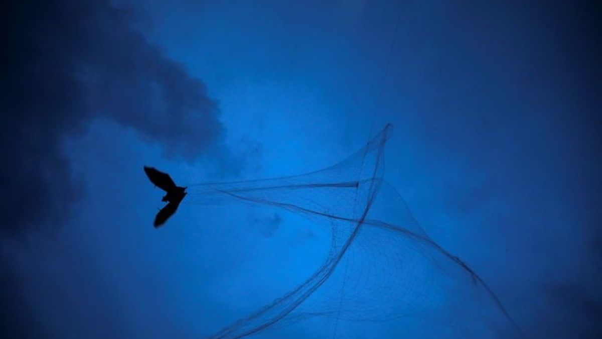 WHO on Nipah Virus cases in India (2)