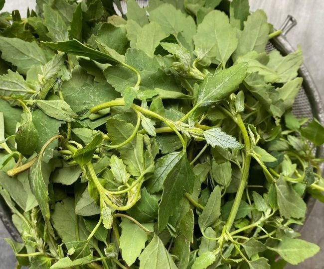 bathua benefits
