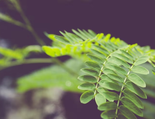 Shami Plant (1)