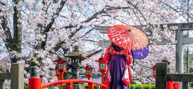 Japan Cherry Blossom