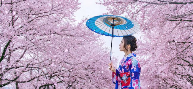 Mount Fuji Cherry Blossom