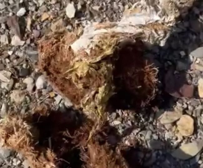 plastic reached elephants stomach