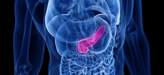 How pancreatic fat affects the brain