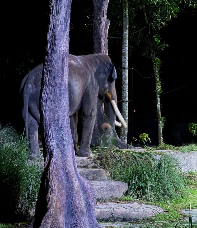 Night Safari