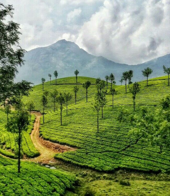 Munnar (1)