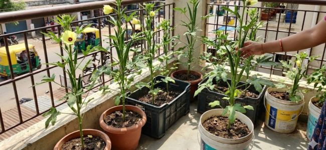 how to grow okra in pots