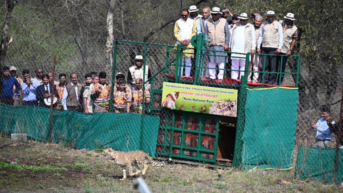 9 new Cheetah enter kuno national park (2)