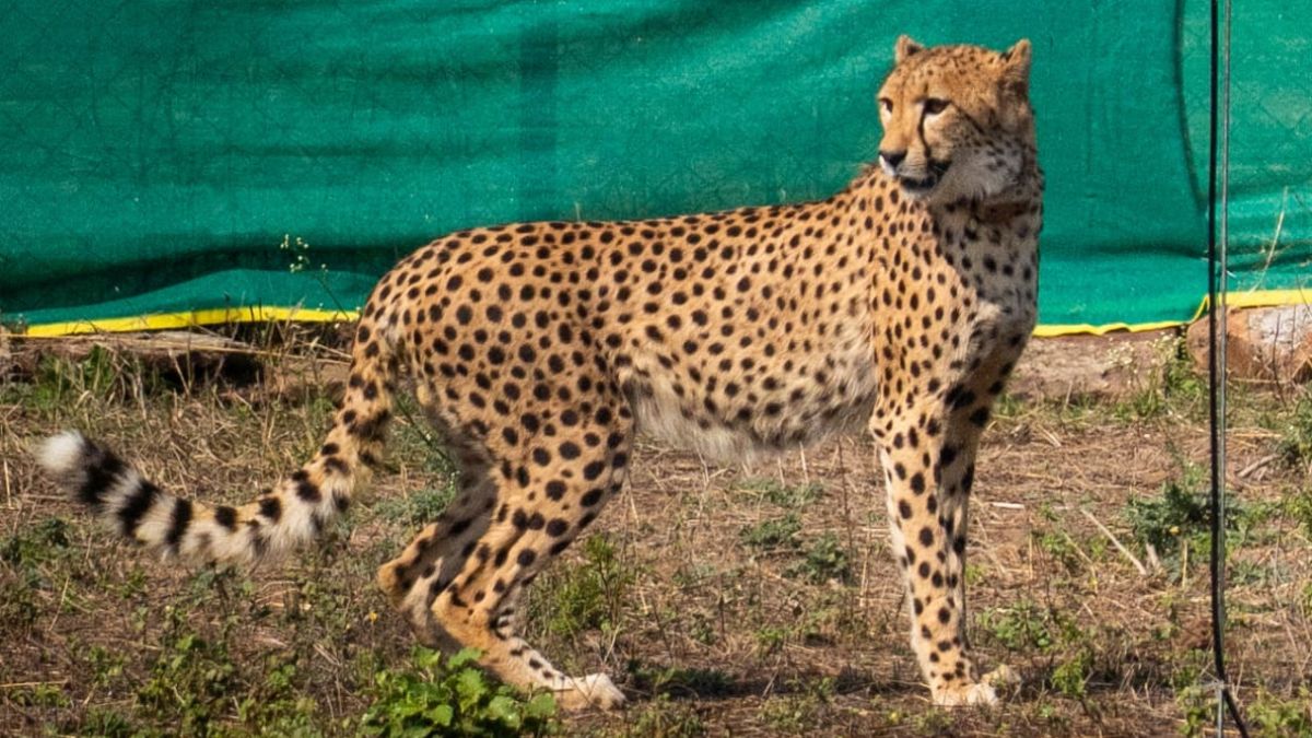 9 new Cheetah enter kuno national park (3)