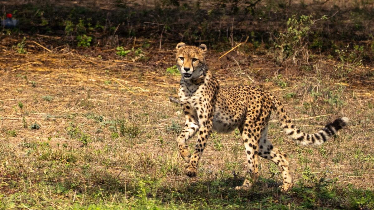 9 new Cheetah enter kuno national park (4)