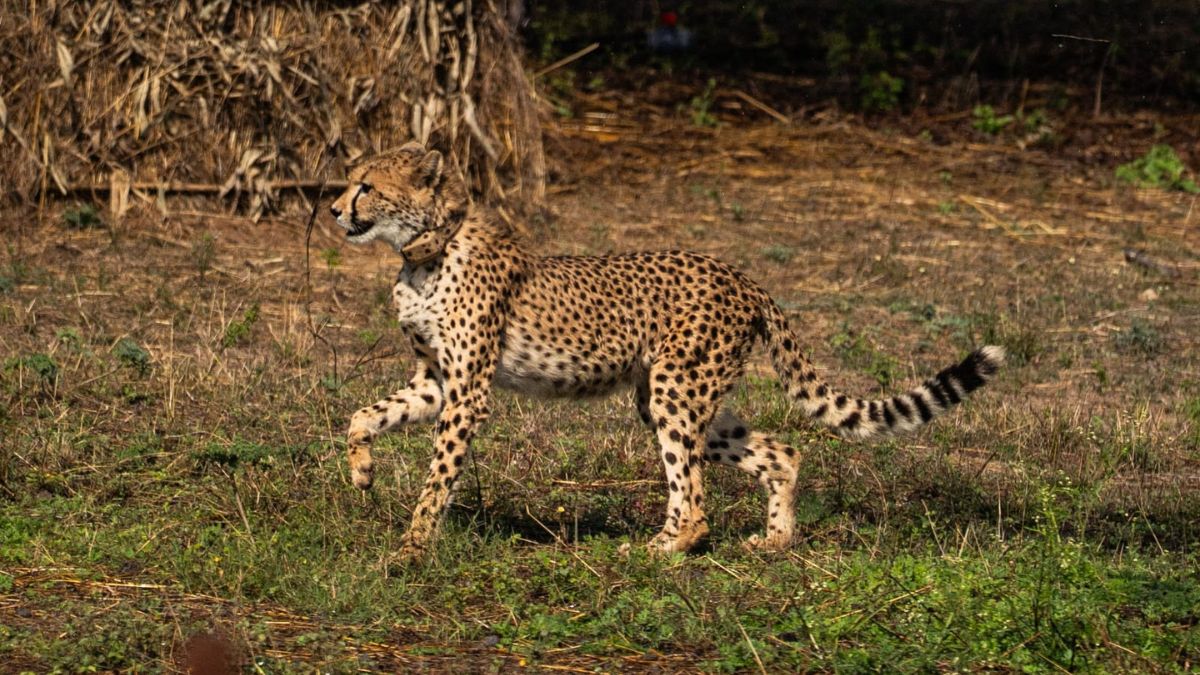 9 new Cheetah enter kuno national park (5)