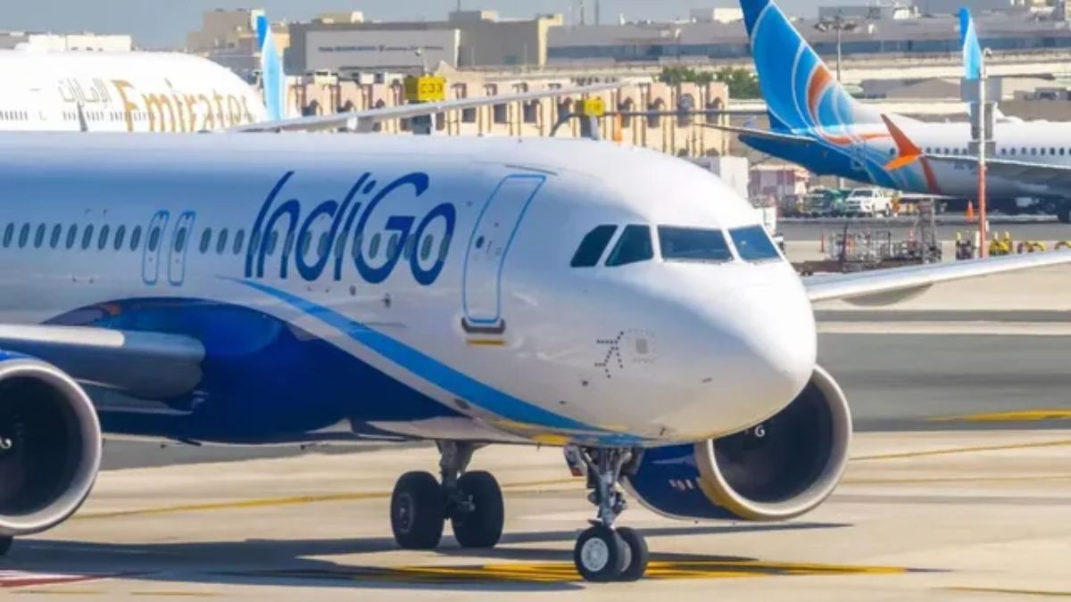 indigo indigo