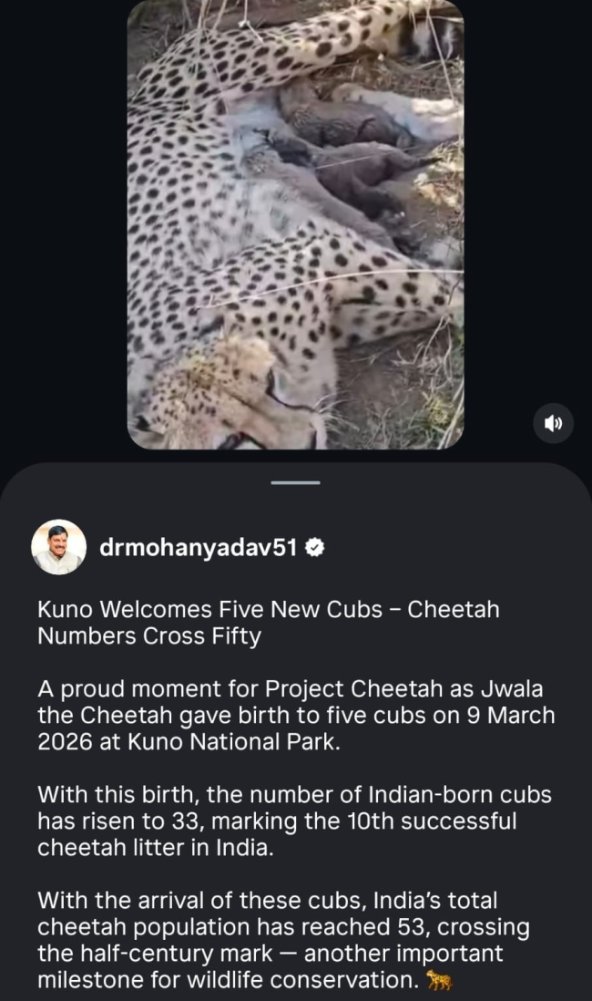 cheetah X