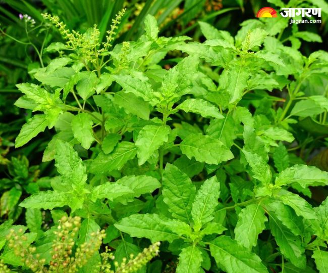 Tulsi i