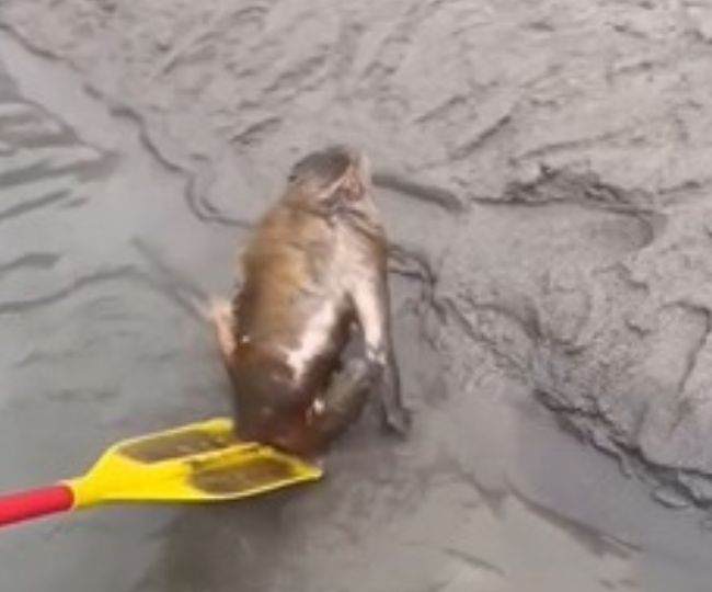 monkey rescued From Ganga