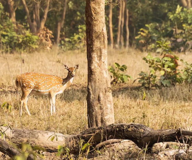 rajaji national park