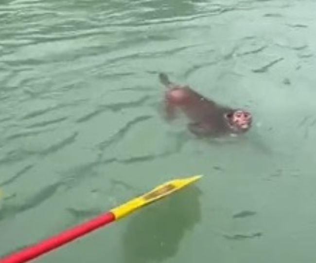rishikesh monkey rescued