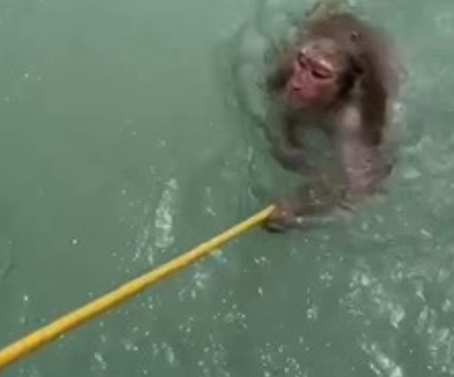 rishikesh monkey rescued From Ganga
