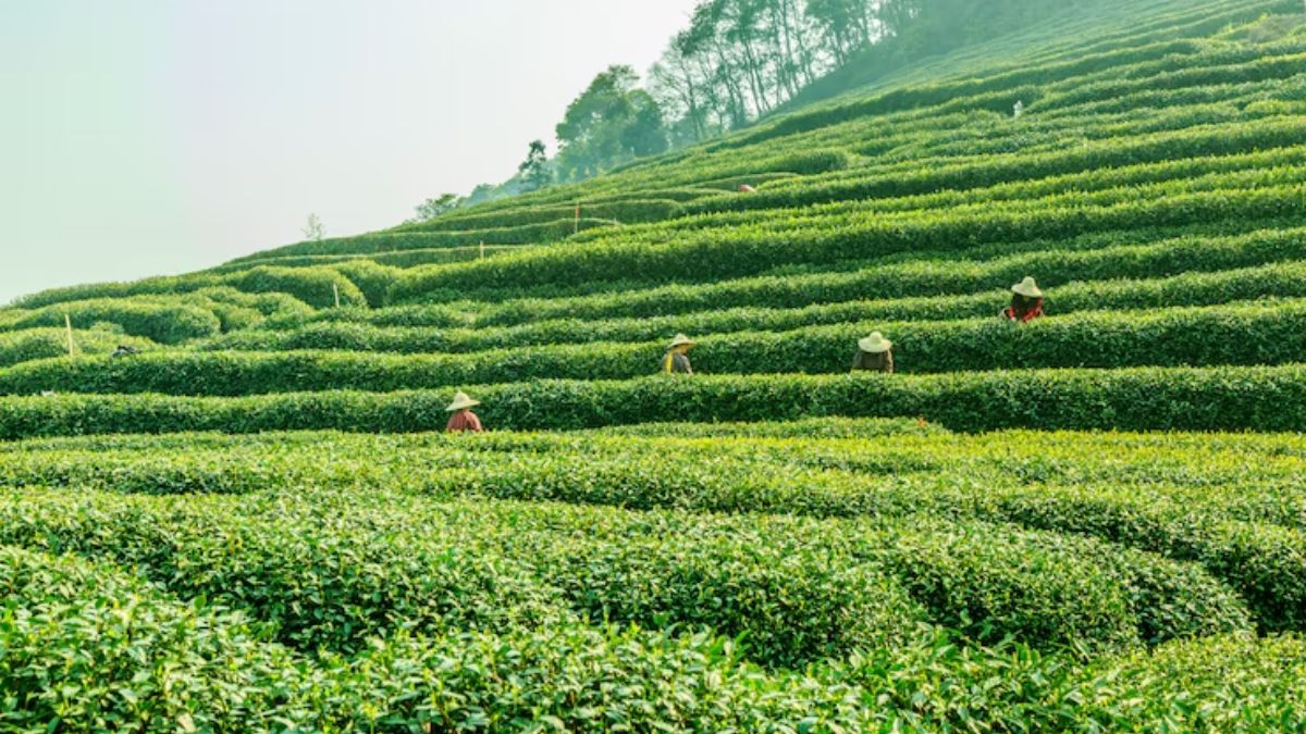 Tea Plantation (1)