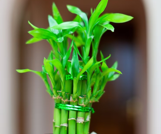 bamboo i