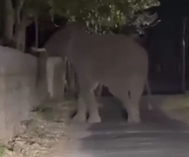 Elephants crossing wall