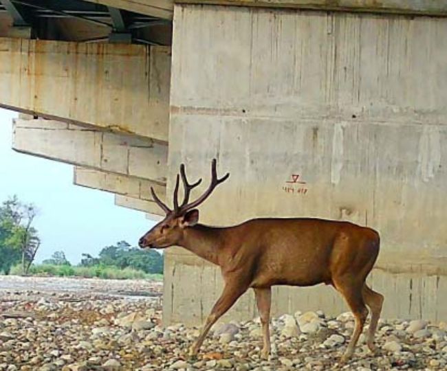 Deer spotted