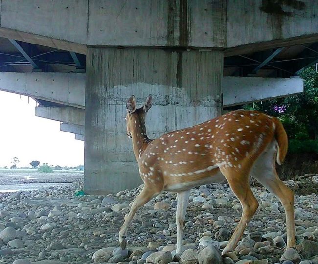 Deer spotted on Delhi-Dehradun Expressway corridor