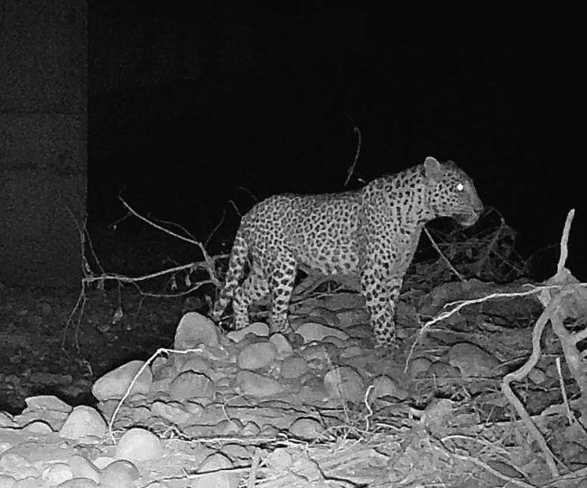 Leopard spotted on Delhi-Dehradun Expressway corridor
