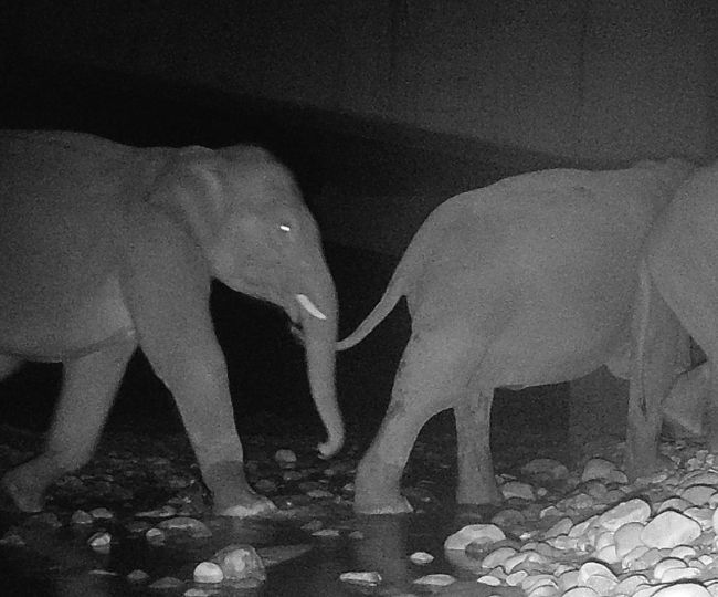 elephant spotted on Delhi-Dehradun Expressway corridor