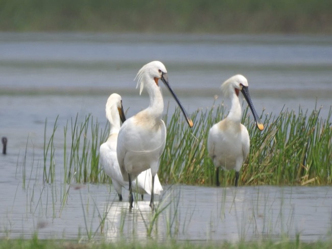 Sonvarsha Ghatora Wetland 2