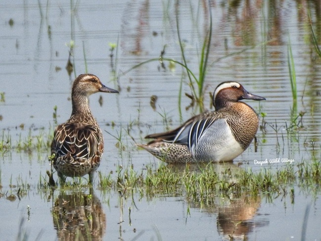 Sonvarsha Ghatora Wetland 3