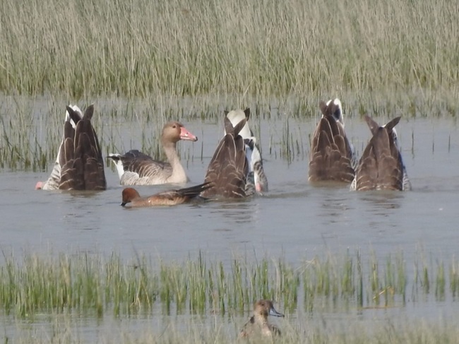 Sonvarsha Ghatora Wetland 4