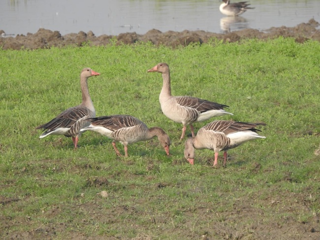 Sonvarsha Ghatora Wetland 5