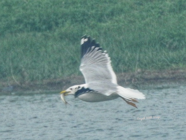Sonvarsha Ghatora Wetland 7