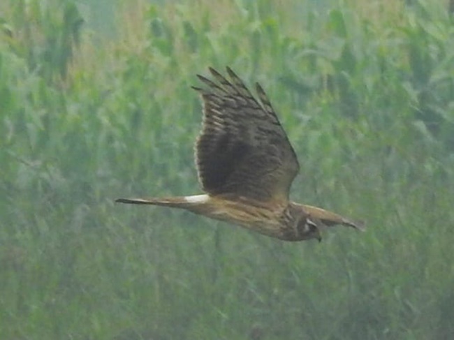 Sonvarsha Ghatora Wetland 8