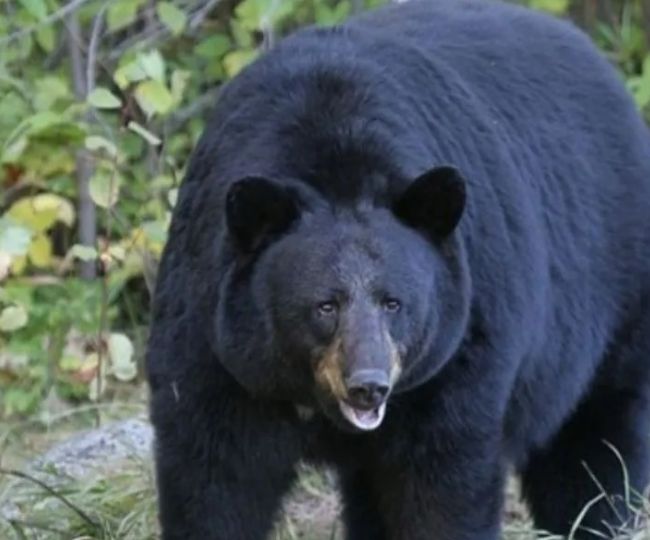 Bear News