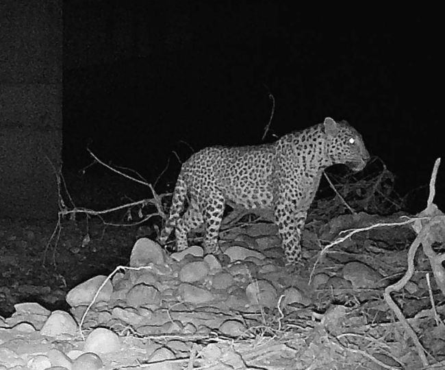 Leopard on Delhi Dehradun Expressway Road