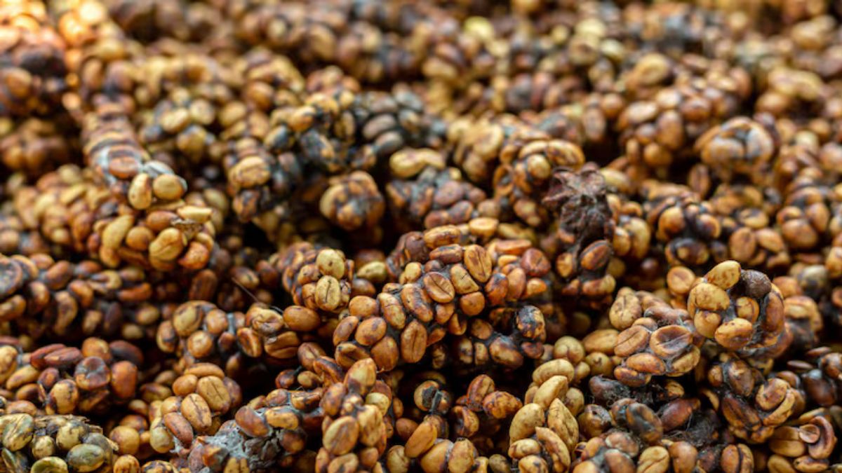 kopi Luwak (1)