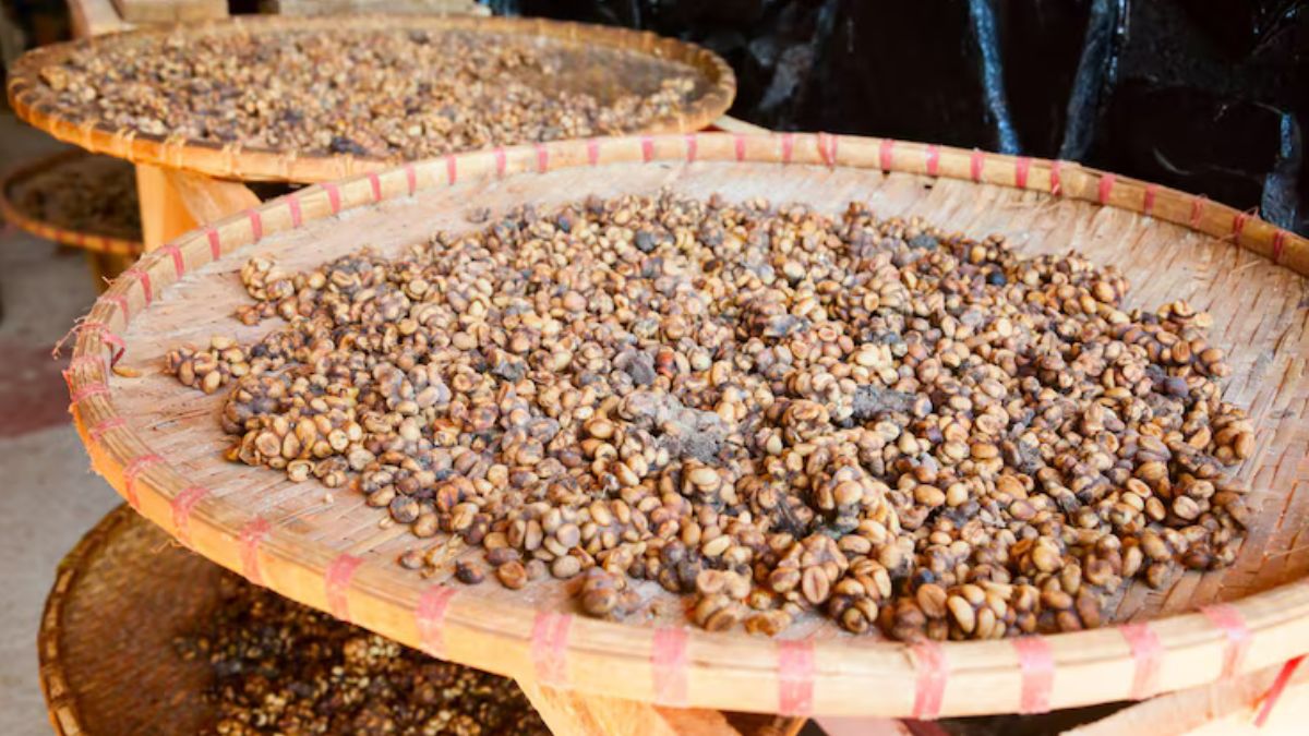 kopi Luwak (2)