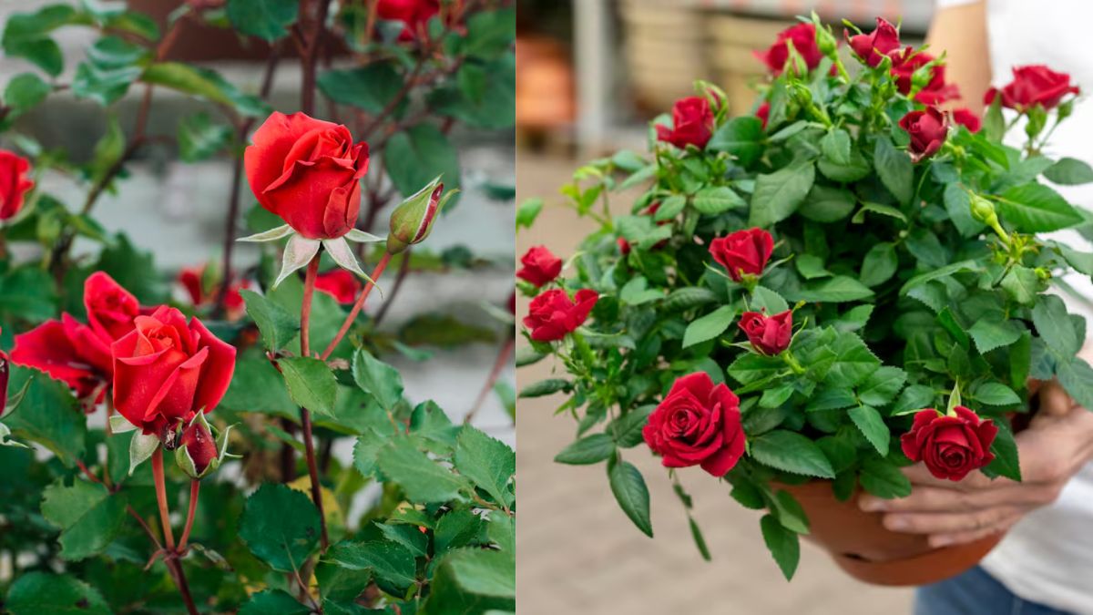Rose Plant