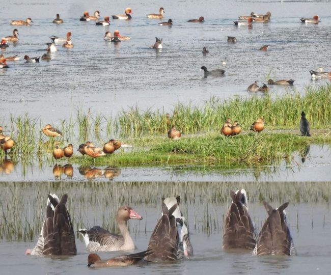 ghatora wetland migratory birds return summer species arrive1