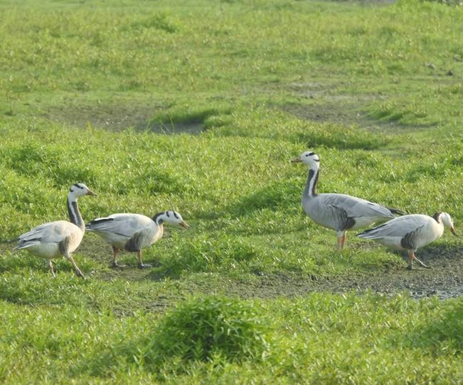 ghatora wetland migratory birds return summer species arrive2