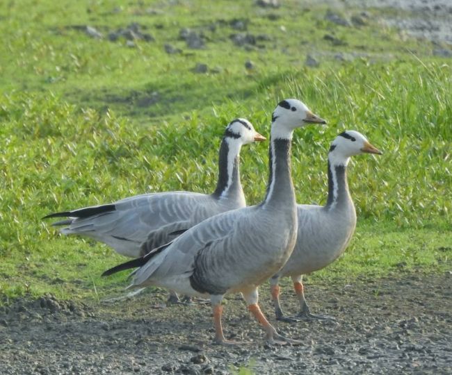 ghatora wetland migratory birds return summer species arrive3