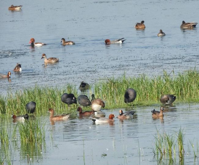 ghatora wetland migratory birds return summer species arrive4